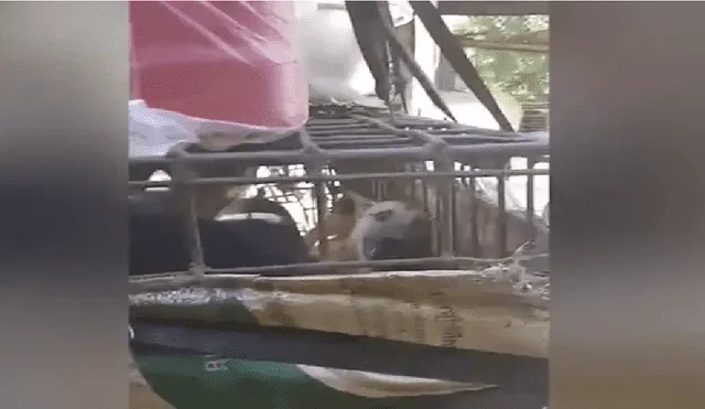 Graban condiciones de maltrato a perros en matadero de Camboya [VIDEO y FOTOS]