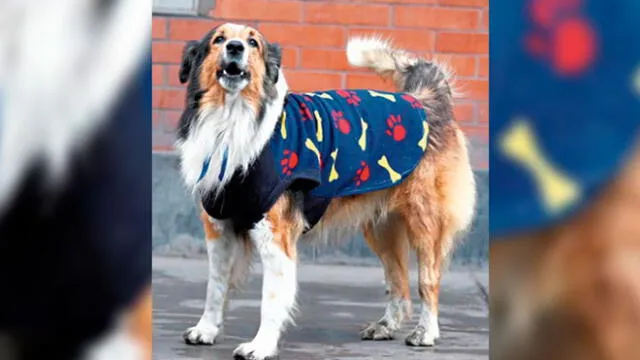 'Lazzie' es un perro mestizo de 12 años que vive en Comas. Créditos: Difusión.