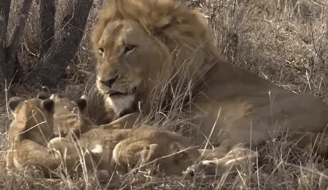 El video que compartió una turista en Facebook muestra una curiosa escena de una manada de leones.