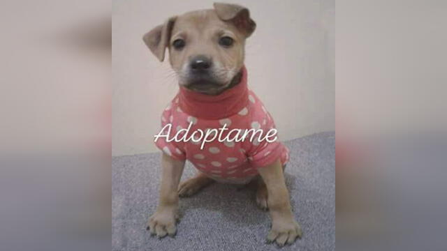 Mascota rescatada es dada en adopción 