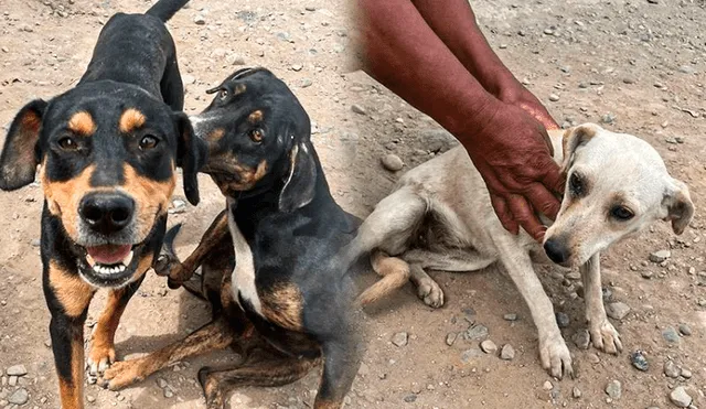 Casi 30 mascotas viven en pésimas condiciones y necesitan un hogar urgentemente. Foto FIEL COMPAÑERO