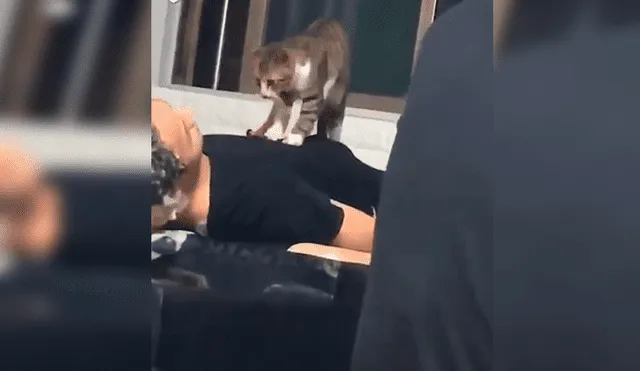 En Facebook, un travieso gato acompañó a su dueño al trabajo y sorprendió al dar cálidos masajes a las personas.