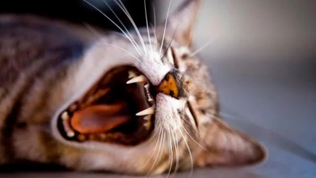 La Pasteurella se encuentra en la boca de la mayoría de gatos y cierta cantidad de otras especies.