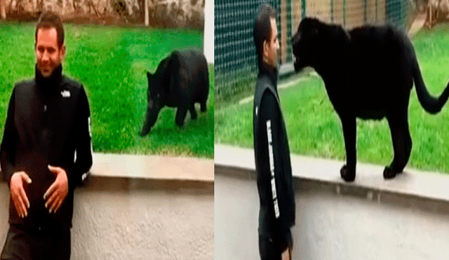 YouTube viral: implacable pantera aparece sigilosamente y sorprende por la espalda a su cuidador [VIDEO]