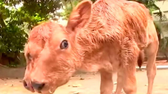 Vaca da a luz a ternero con extraña enfermedad: tiene dos cabezas, cuatro ojos y dos bocas [VIDEO]