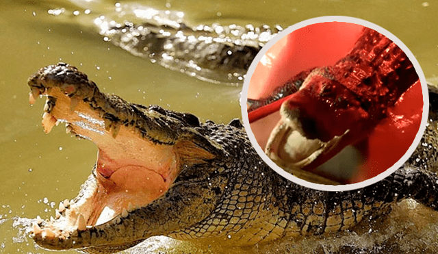 YouTube viral: graba el aterrador momento que encuentra a un gigante cocodrilo dentro de su ‘jacuzzi’ [VIDEO]