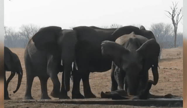 La impactante grabación de YouTube revela el momento en que la mamá elefante reúne a toda la manada para que la ayuden a rescatar a su crío