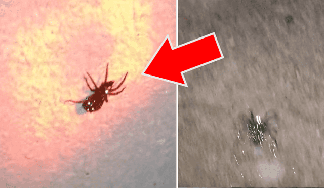 Una familia encuentra una extraña araña brillante con sus crías dentro de su casa.