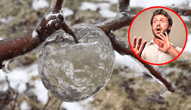 Facebook viral: encuentran 'manzanas fantasmas' luego de una lluvia helada y nadie puede explicarlo [FOTOS]