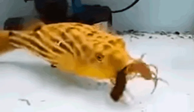 Vía Facebook: impacto tras ver cómo un ciempés es devorado por un pez globo en cuestión de segundos [VIDEO]