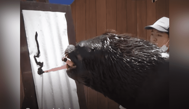 Desliza las imágenes para ver más de este león marino que es viral en YouTube con su increíble talento.