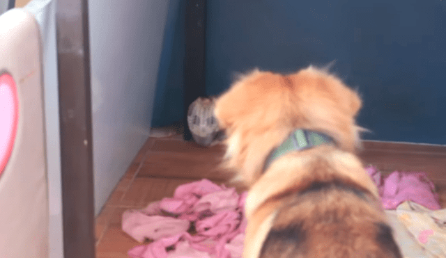 YouTube viral: valiente perro se enfrenta a letal cobra por defender a sus dueños y sucede lo más insólito