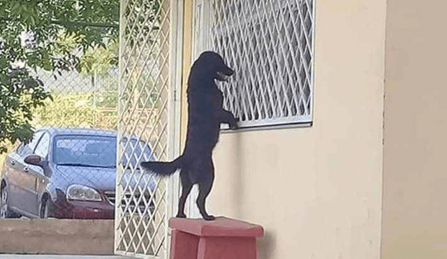 Facebook viral: inteligente perro acompaña a su dueño a su primer día de escuela [FOTOS]