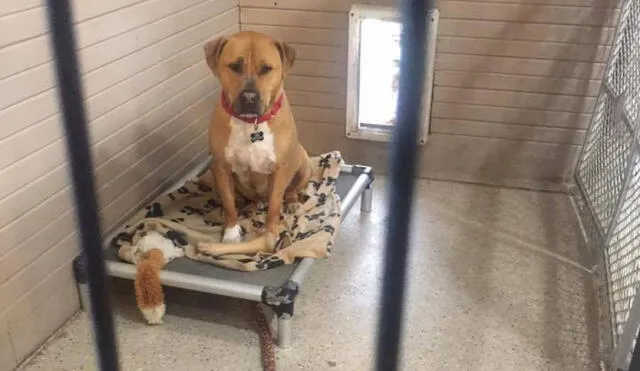 Facebook: la tristeza de un perro que nadie quiere adoptar y un inquietante detalle