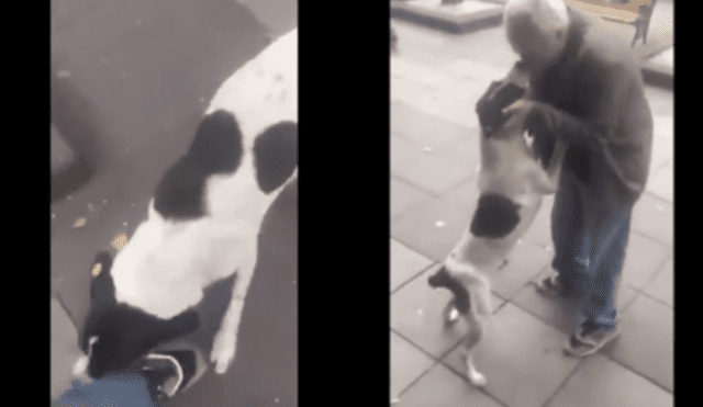 YouTube: Así fue el encuentro entre un perro y su amo luego de estar 3 años separados [VIDEO]