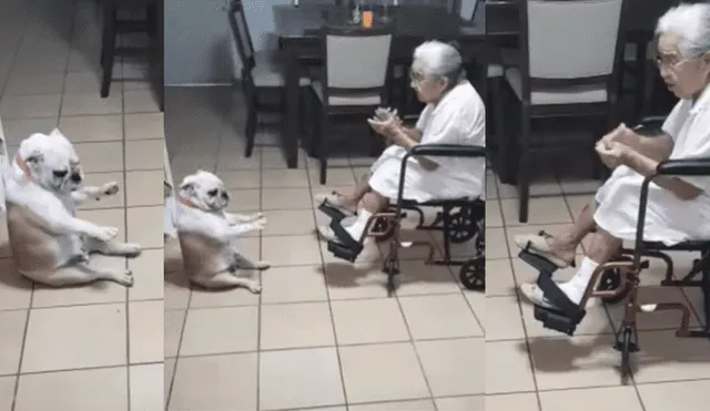 Facebook: perro realiza increíbles movimientos para que su dueña olvide su enfermedad [VIDEO]