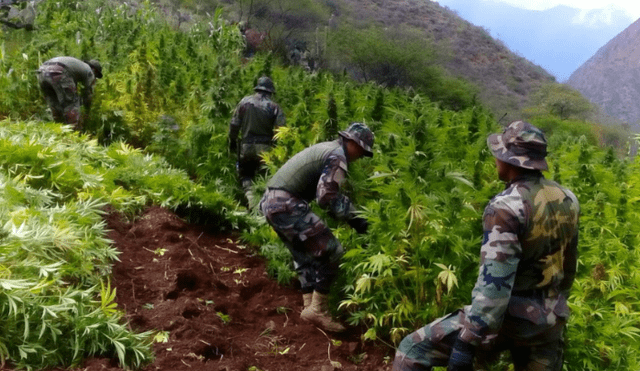 Vraem: Policía y Ejército destruyen 35 mil plantones de marihuana [VIDEO]