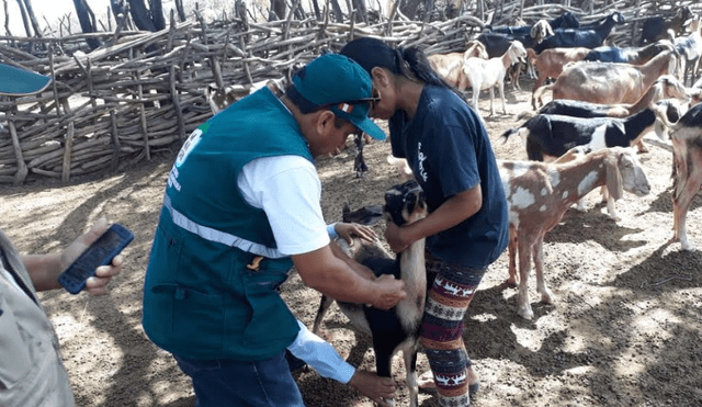 Lambayeque: Más de 5 mil animales fueron desparasitados 