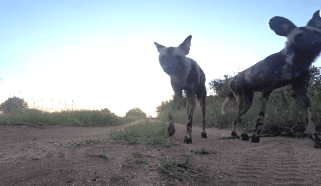 Desliza hacia la izquierda para ver a los animales silvestres que son virales en YouTube.