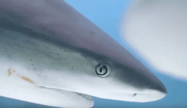 YouTube viral: buceadora despistada se descuida y es acorralada por fieros tiburones [VIDEO]
