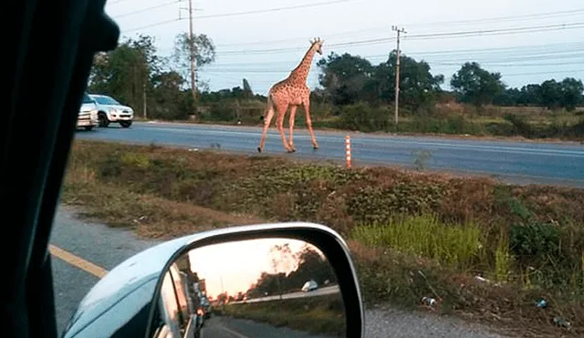 Hallan muerta a jirafa que escapó de camión que la llevaba al zoológico