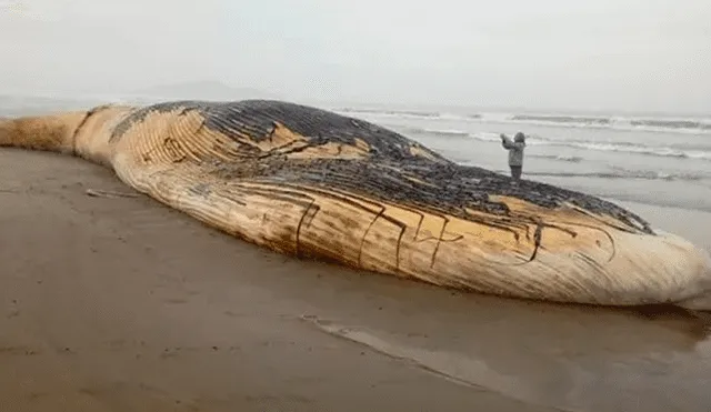 Ballena de más de 25 metros murió en playa de Pacasmayo