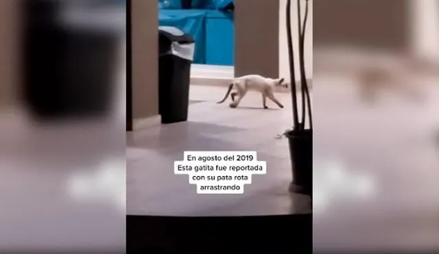 Desliza las imágenes para conocer la historia de Bambi, una gata que sufrió la amputación de su pata trasera. Foto: Captura de Facebook