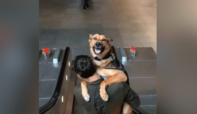 YouTube viral: perro engreído se niega a bajar escaleras eléctricas y su dueño lo carga para regresar juntos a casa