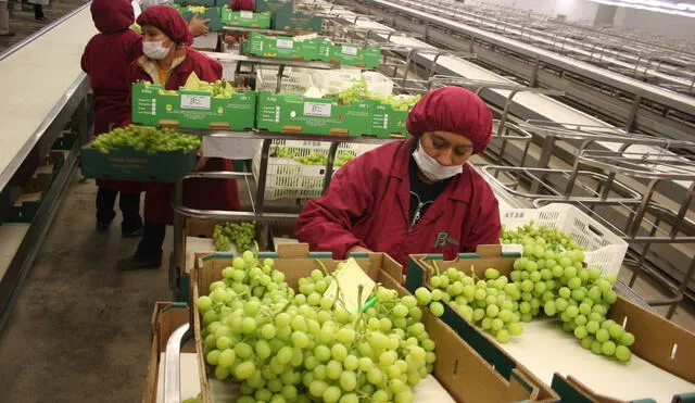 Perucámaras: exportación de uva creció 25,8% en el 2018