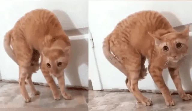 Facebook: gato tiene curiosa reacción al ver que misterioso objeto se acerca de él [VIDEO]