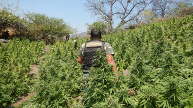 Se encontró 5 parcelas de marihuana, listas para ser cosechadas, en inmediaciones del centro poblado Rosas Pampa, en Ayacucho. (Foto: Sinchis de Mazamari)