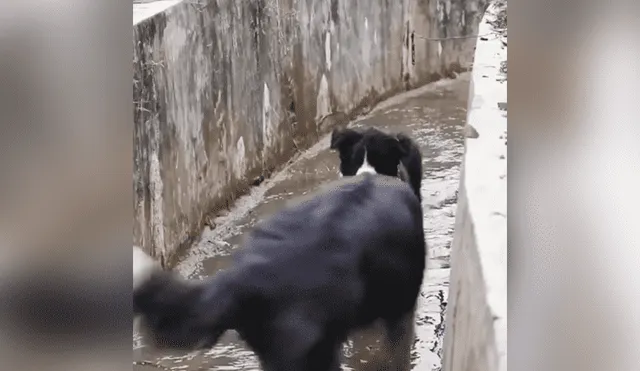 Facebook viral: Perrita ve que su cachorro no puede salir de acequia y arriesga su vida para salvarlo [VIDEO] 
