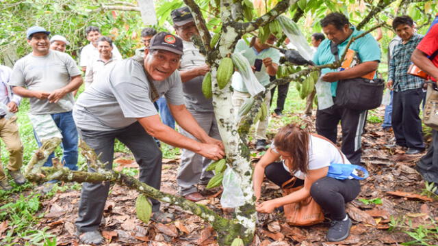 Agricultores de cacao reciben capacitaciones para el control de plagas