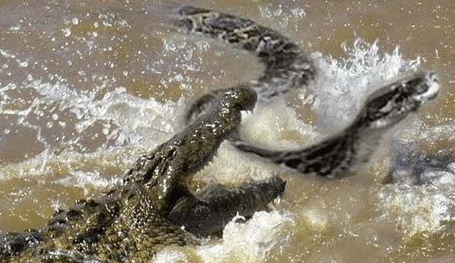 Desliza hacia la izquierda para ver la brutal pelea entre un cocodrilo con una anaconda en la selva de Brasil. El video es viral en YouTube. Foto: referencial.