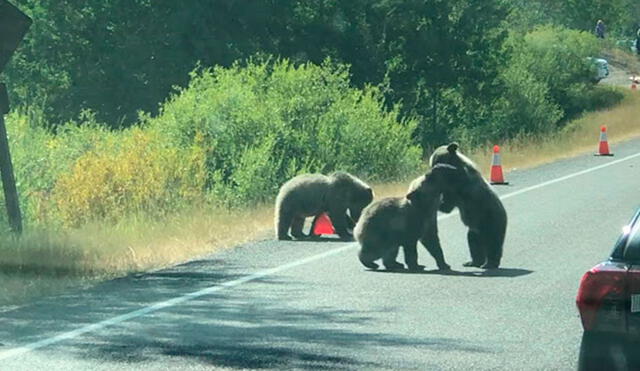 Desliza las imágenes para apreciar la travesura de unos pequeños osos que detuvieron el tránsito en una carretera. Foto: Captura de YouTube