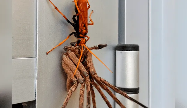 Solo uno de los insectos salió victorioso mientras al otro le deparó un trágico final. Foto: captura