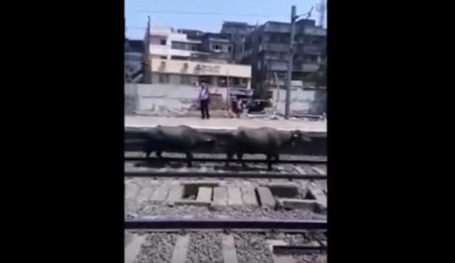 YouTube: vacas invaden rieles de tren y son arrolladas 