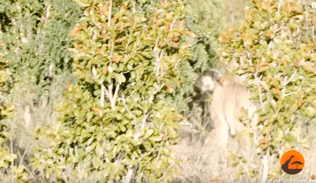 Hambrienta leona caza a elefante para dar de comer a sus crías y ocurre lo inesperado [VIDEO]