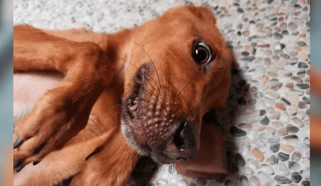 Facebook viral: encuentra perro moribundo en la calle, lo adopta y luego de algunos meses luce así