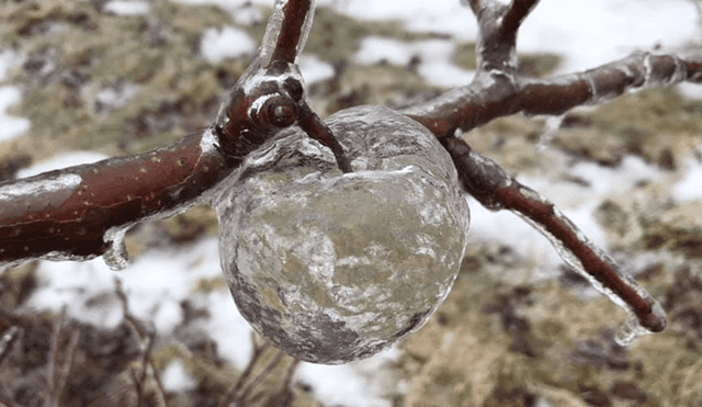 Facebook viral: encuentran 'manzanas fantasmas' luego de una lluvia helada y nadie puede explicarlo [FOTOS]