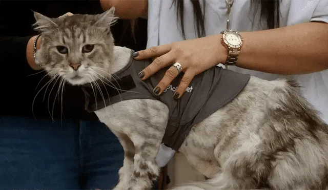 Romeo, el primer gato al que le implantan un marcapasos para curar sus problemas cardíacos [VIDEO] 