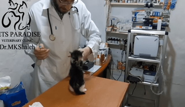 YouTube: gatito no quiere vacunarse y conmueve a usuarios [VIDEO]