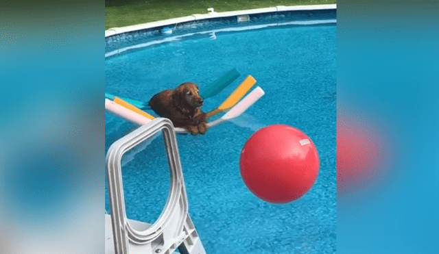 Un perro mostró una insólita actitud al meterse a la piscina de su casa. Foto: Facebook