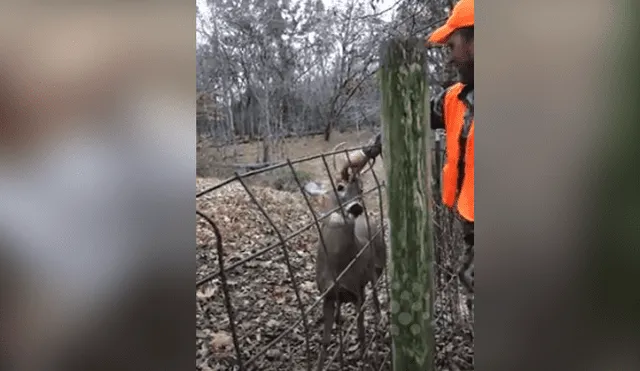 Desliza hacia la izquierda para la conmovedora reacción que tuvo un venado con un grupo de personas. El video es viral en YouTube.