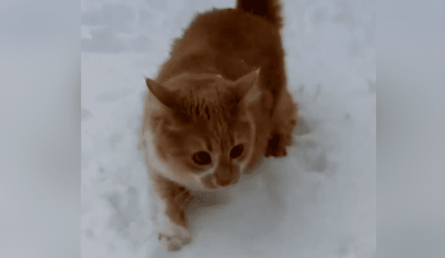 Facebook viral: 'Gatito' toca la nieve por primera vez, entra un perro y lo humilla [VIDEO] 