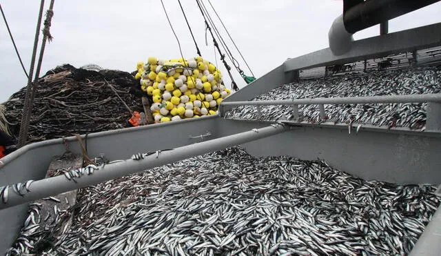 Oceana saluda el cierre oportuno de la temporada de pesca de anchoveta