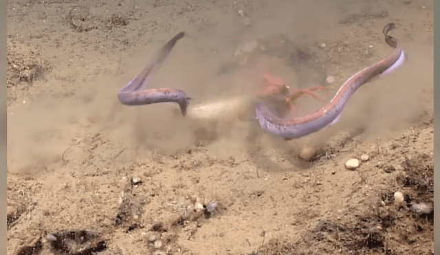 Video es viral en Facebook. Científicos captaron la feroz lucha de un cangrejo por salvar su presa de dos anguilas que intentaban arrebatársela