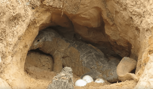 YouTube viral: cocodrilo se apodera de los huevos de un dragón de komodo luego de una brutal pelea
