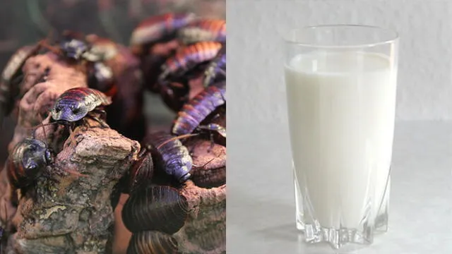 La leche de las cucarachas es nutritiva y rica. Foto: composición / Pixabay y Milk Glass.