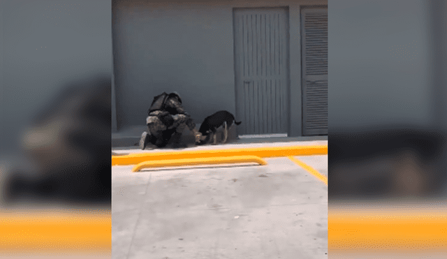 Desliza las imágenes para observar la admirable acción del agente policial para brindar ayuda a un perro callejero.